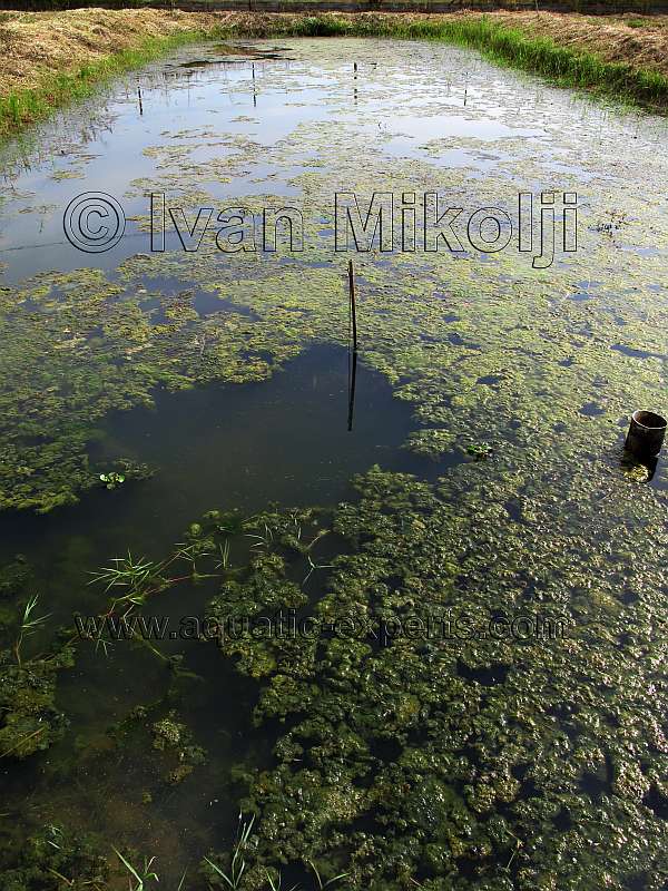 Acuicultura en Venezuela 10